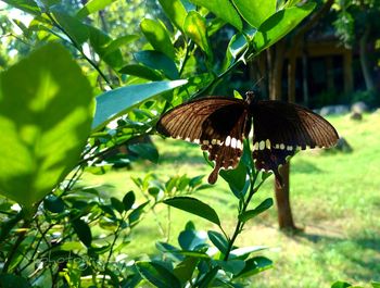 Close-up of butterfly perching on plant