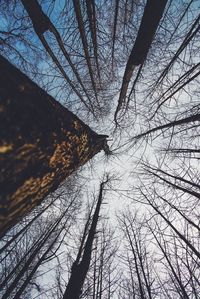 Low angle view of bare trees against sky