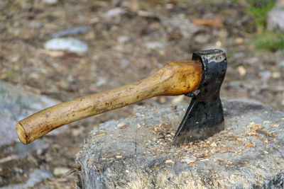 Close-up of dead tree on wood