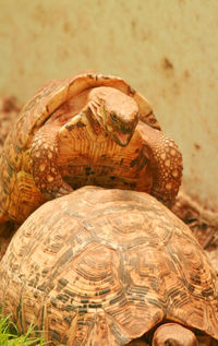 Close-up of tortoise on beach
