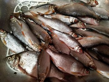 High angle view of fish for sale in market