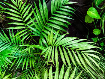 High angle view of fresh green leaves on field