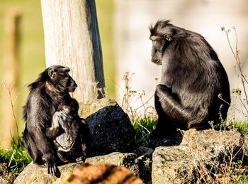 Monkeys sitting on rocks in zoo during sunny day