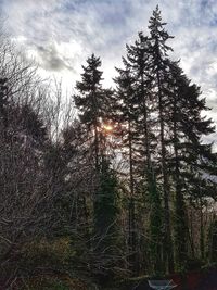 Low angle view of trees in forest against sky