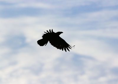 Low angle view of eagle flying in sky