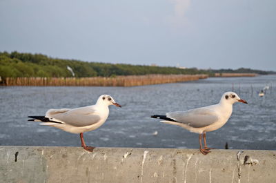 Seagulls perching on a beach