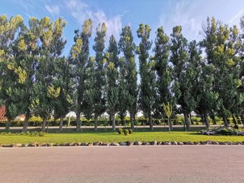 Trees on field against sky