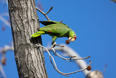 Red crowned parrot eating in a sweetgum tree