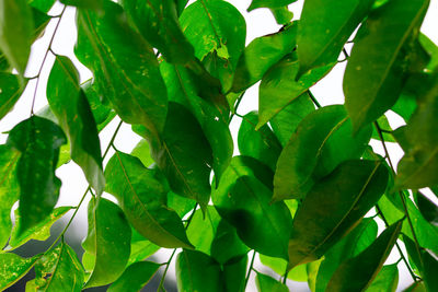 Low angle view of green leaves