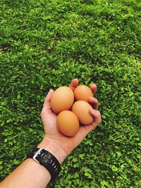 Cropped hand holding eggs