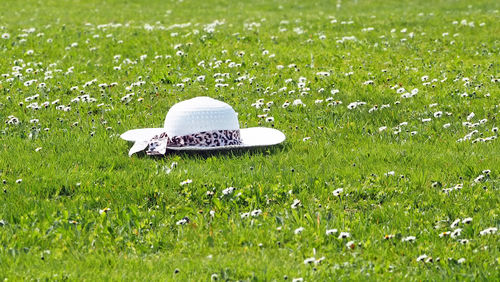 Close-up of grass on field