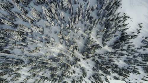 Full frame shot of snow covered plants against sky