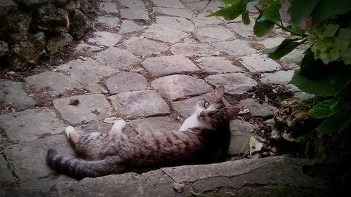 High angle view of bird on cobblestone