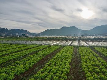 Scenic view of agricultural field against sky