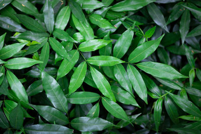 Green leaves, flat layout, tropical leaf, green texture, nature background. green plant background.