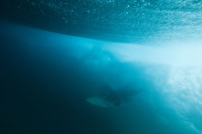 View of jellyfish swimming in sea