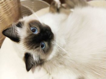 Close-up portrait of kitten