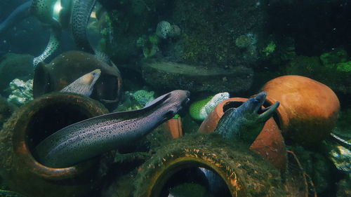 Saltwater eels amidst pottery in sea