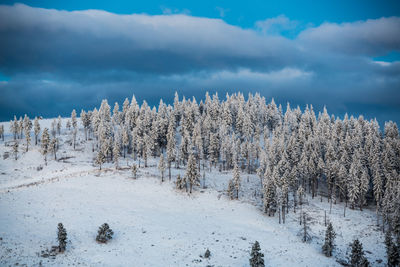 Trees on snow covered land against sky