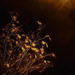 Low angle view of trees at night