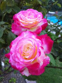 Close-up of pink rose