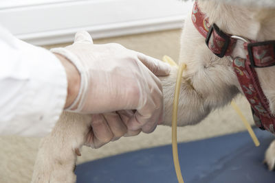 Cropped image of man holding dog