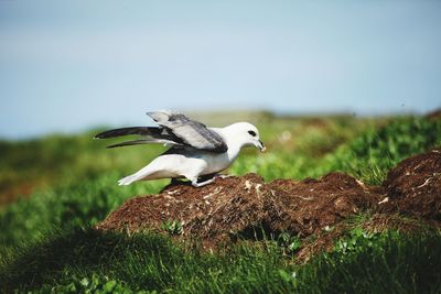 Bird on a field