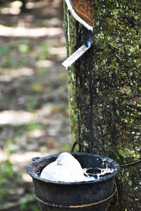 Close-up of cigarette on tree trunk