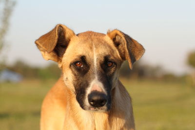 Portrait of dog on field