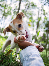 Midsection of woman with dog against plants