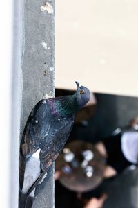 Close-up of pigeon perching on metal