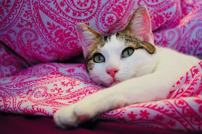Close-up portrait of a cat resting on bed