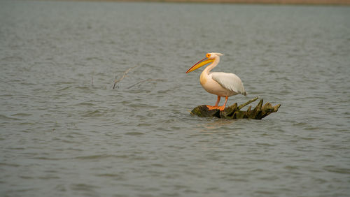 Pelican frightened by boat in danube delta
