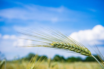 Close-up of wheat growing on field against sky