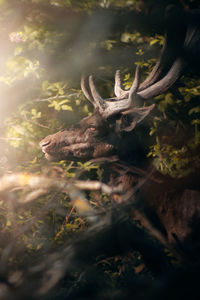 Deer in a forest