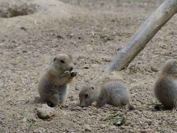 Close-up of animal