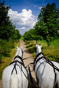 View of white horse