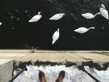 Close-up of birds