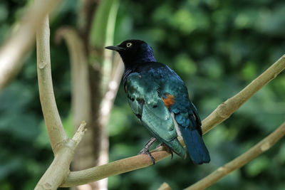 Close-up of bird perching on branch