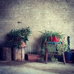 Close-up of plants