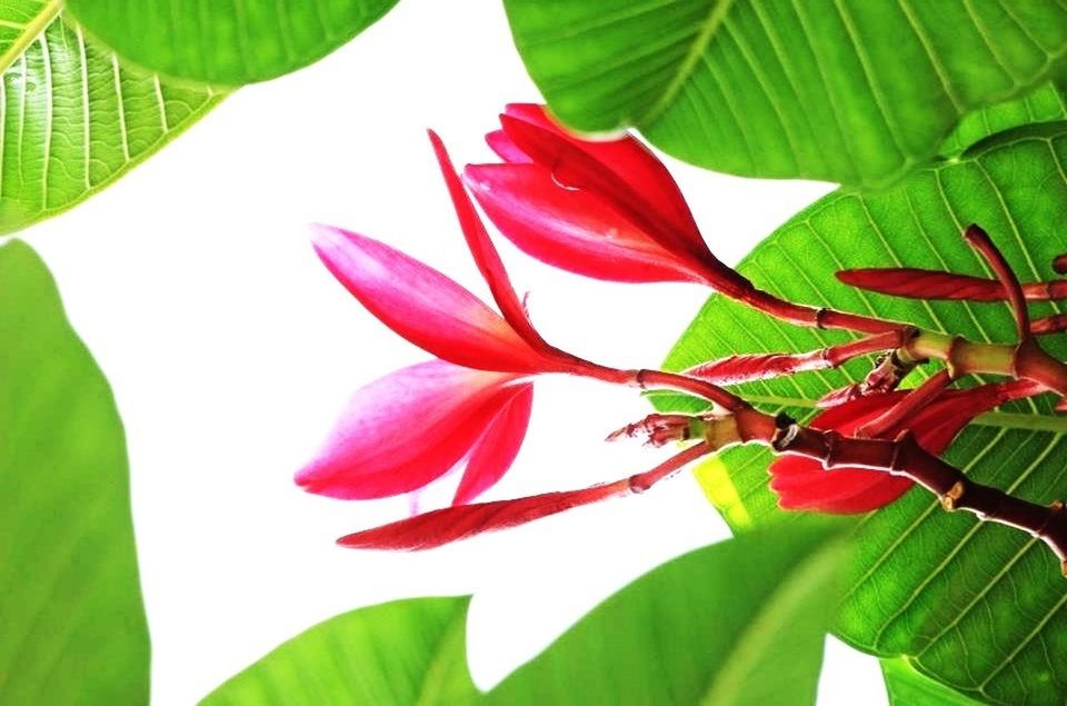 leaf, growth, red, freshness, green color, flower, close-up, plant, beauty in nature, nature, petal, fragility, green, no people, botany, flower head, leaf vein, day, outdoors, leaves