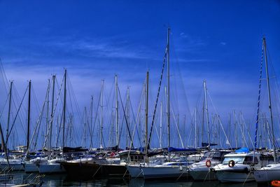 Sailboats moored in harbor