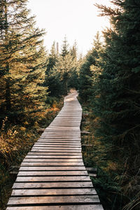 Boardwalk amidst trees against sky
