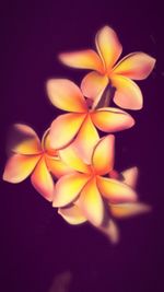 Close-up of flower over black background