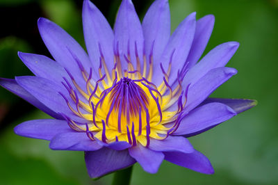 Close-up of flower blooming outdoors