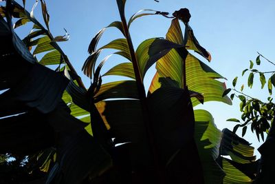 Low angle view of palm tree leaves against sky