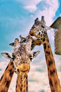 Close-up of giraffe against sky