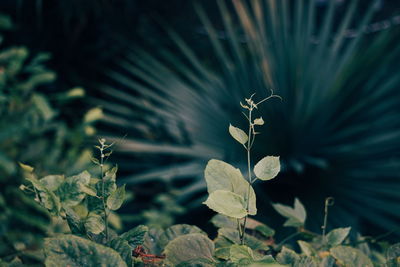 Close-up of flowering plant on field