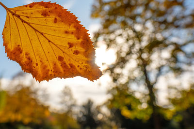 Low angle view of maple leaves against sky