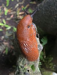 Close-up of snail on mushroom